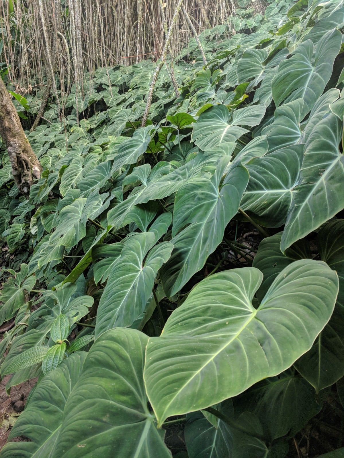 Lush plants of Manoa Falls Hike